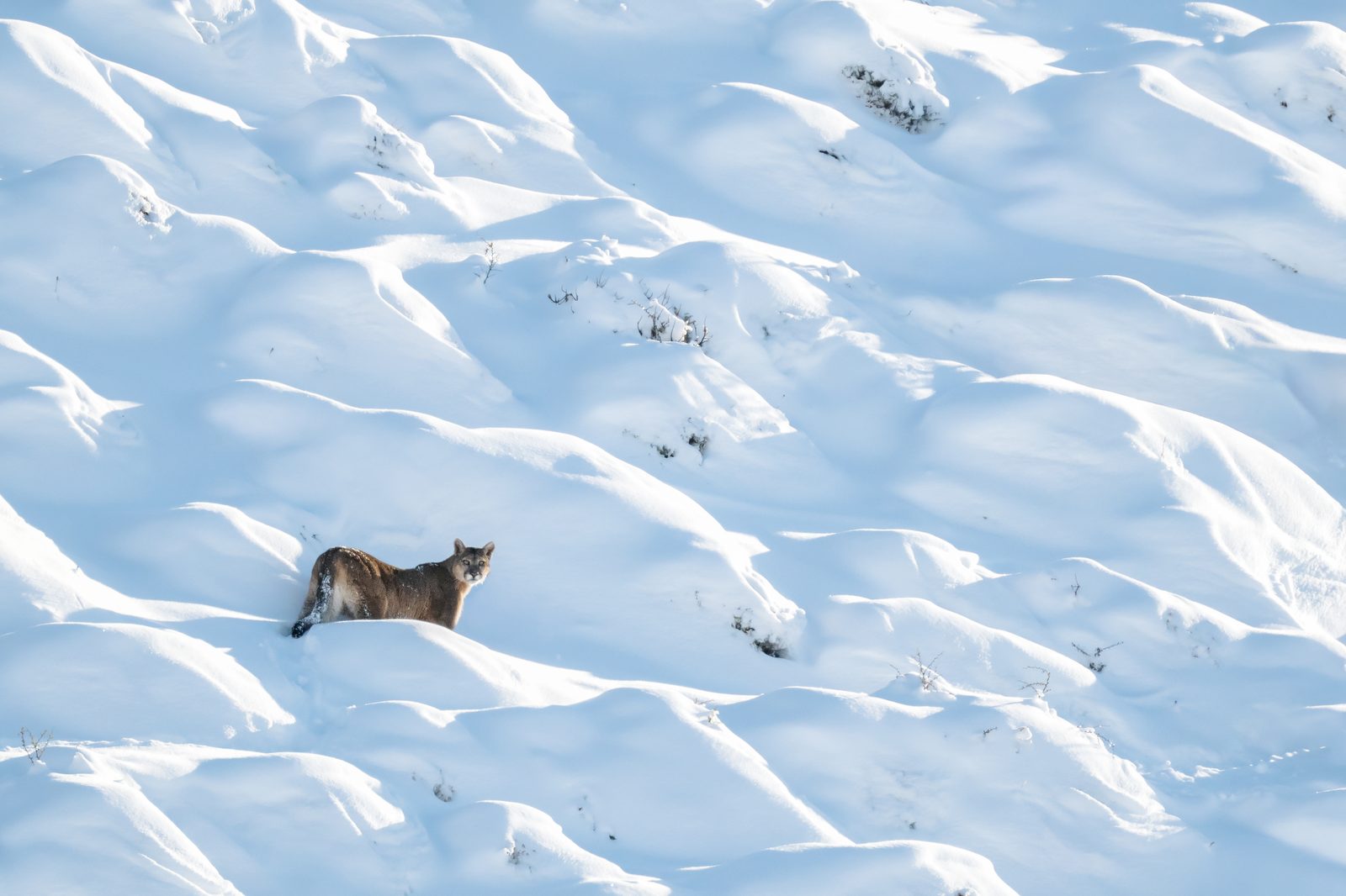 Torres del Paine in winter — 4