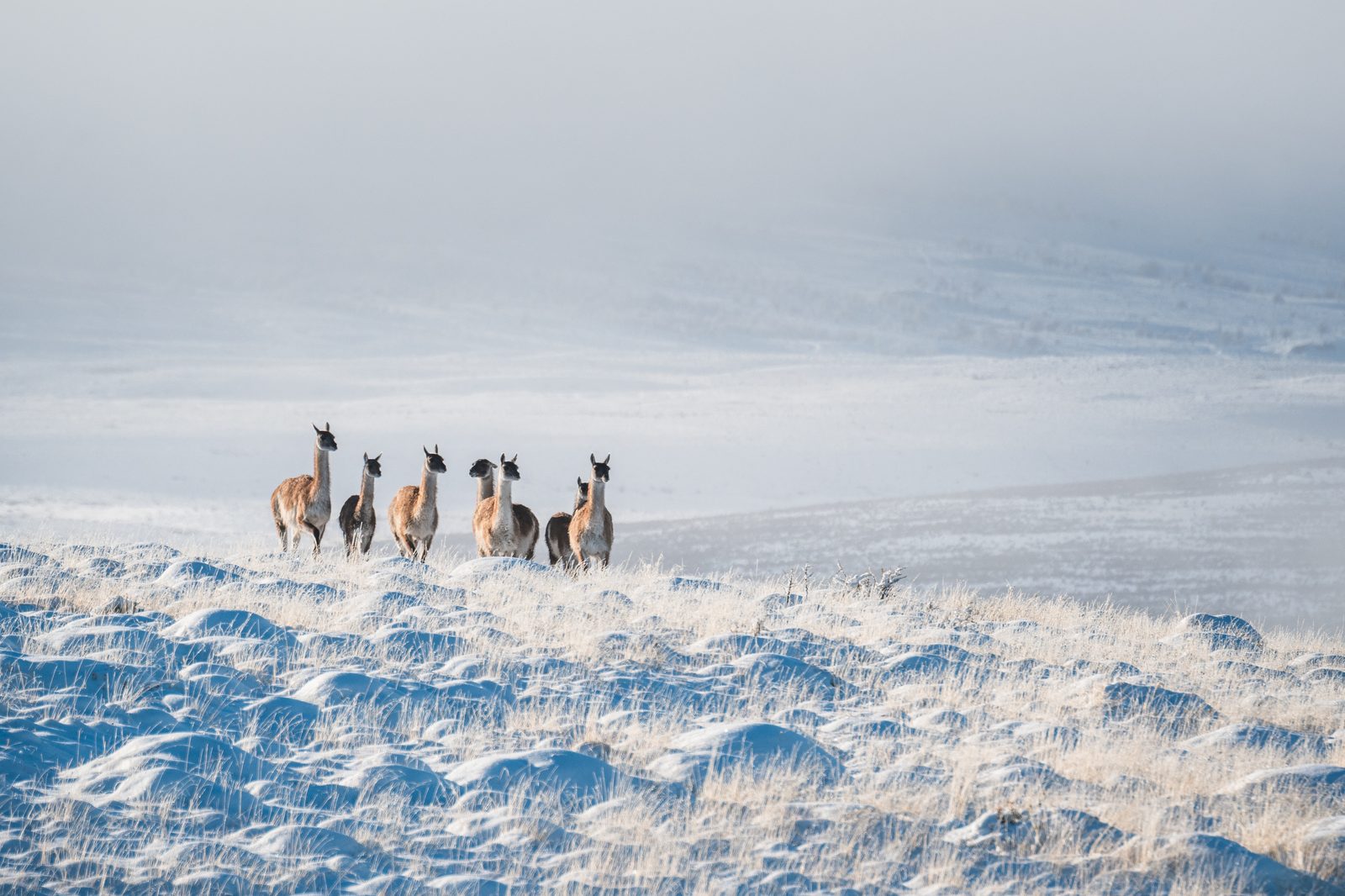 Torres del Paine in winter — 6