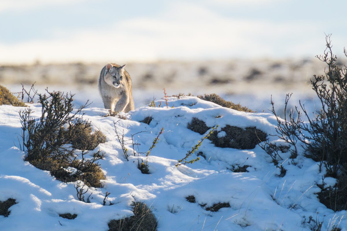 Torres del Paine in winter — 8