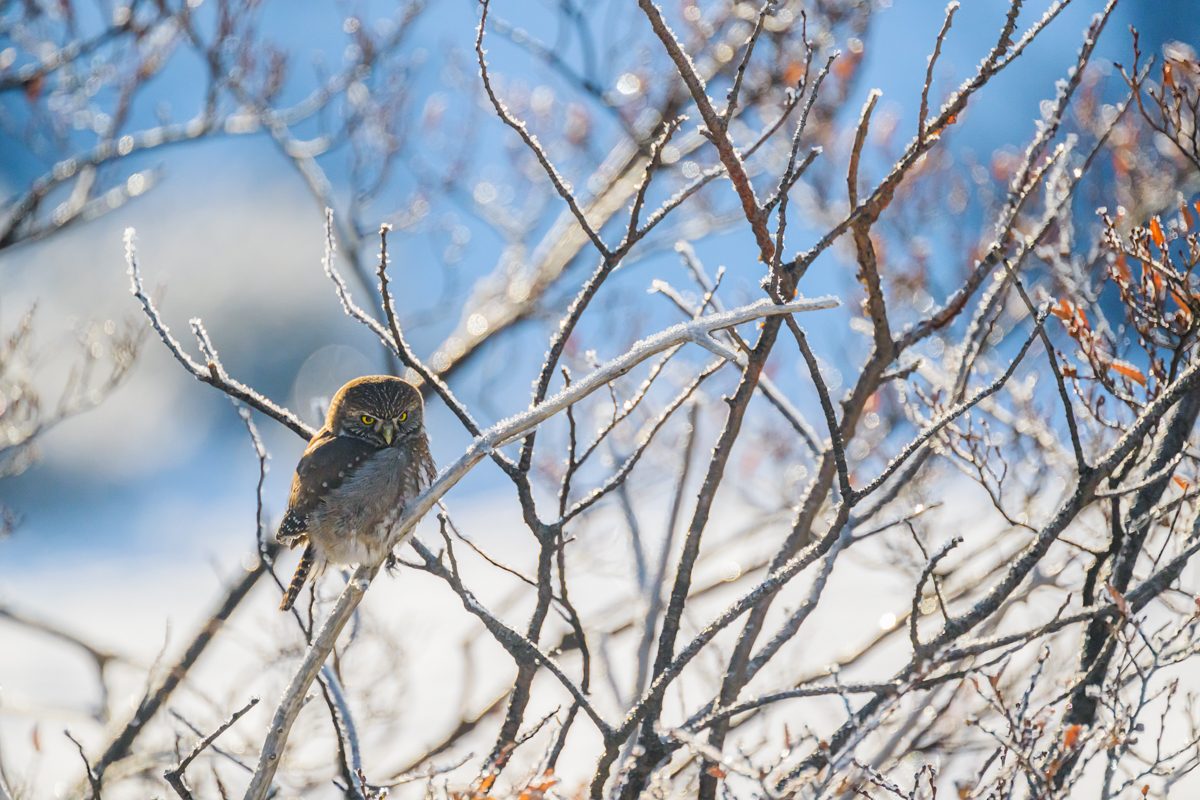 Torres del Paine in winter — 9