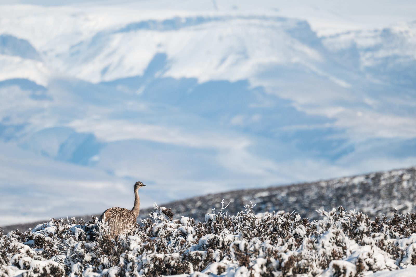 The Wild Edge — 1