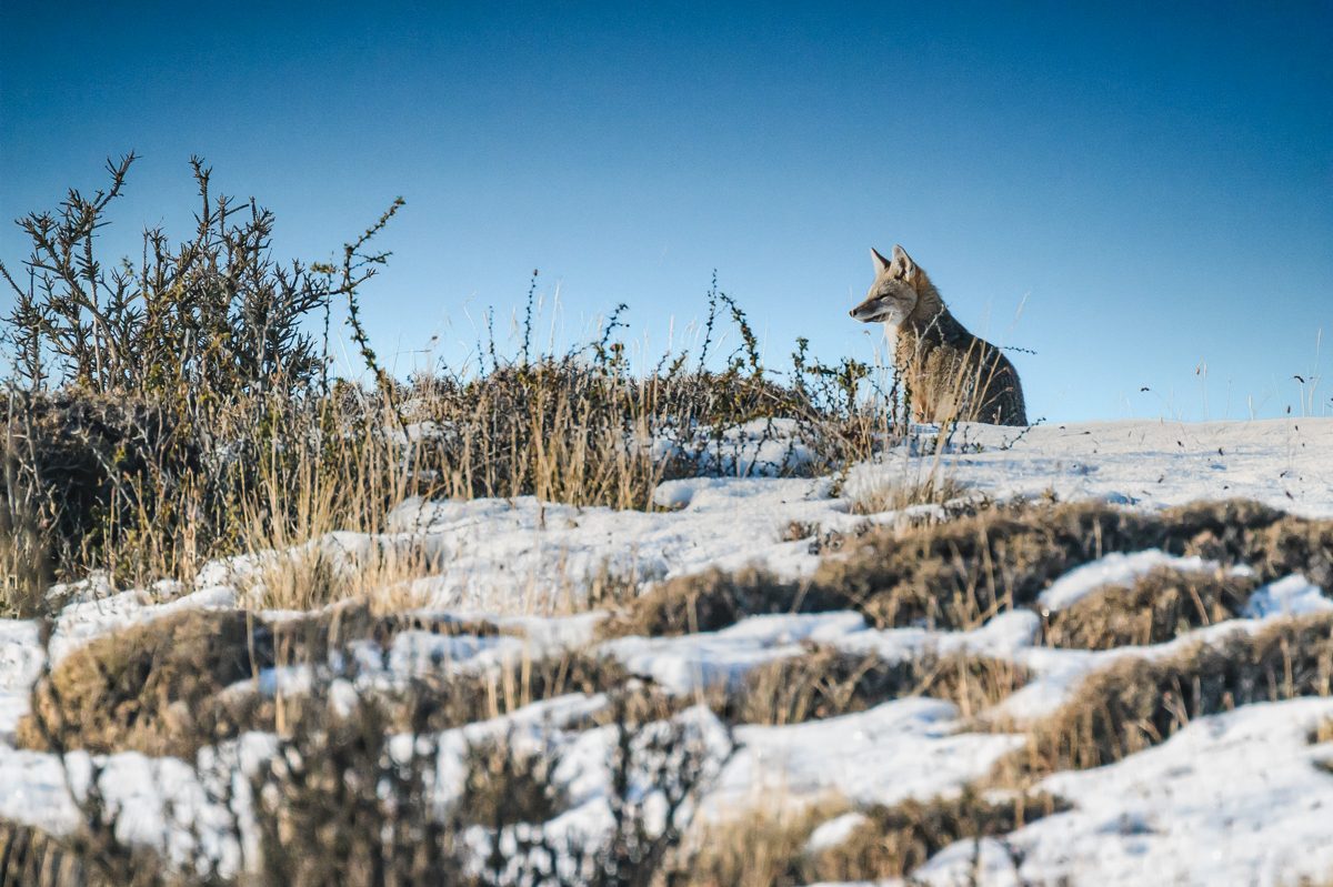 The Wild Edge — 6